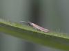 Coleophora alticolella